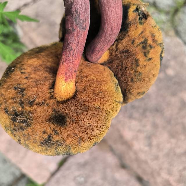 赭黄牛肝菌近似种