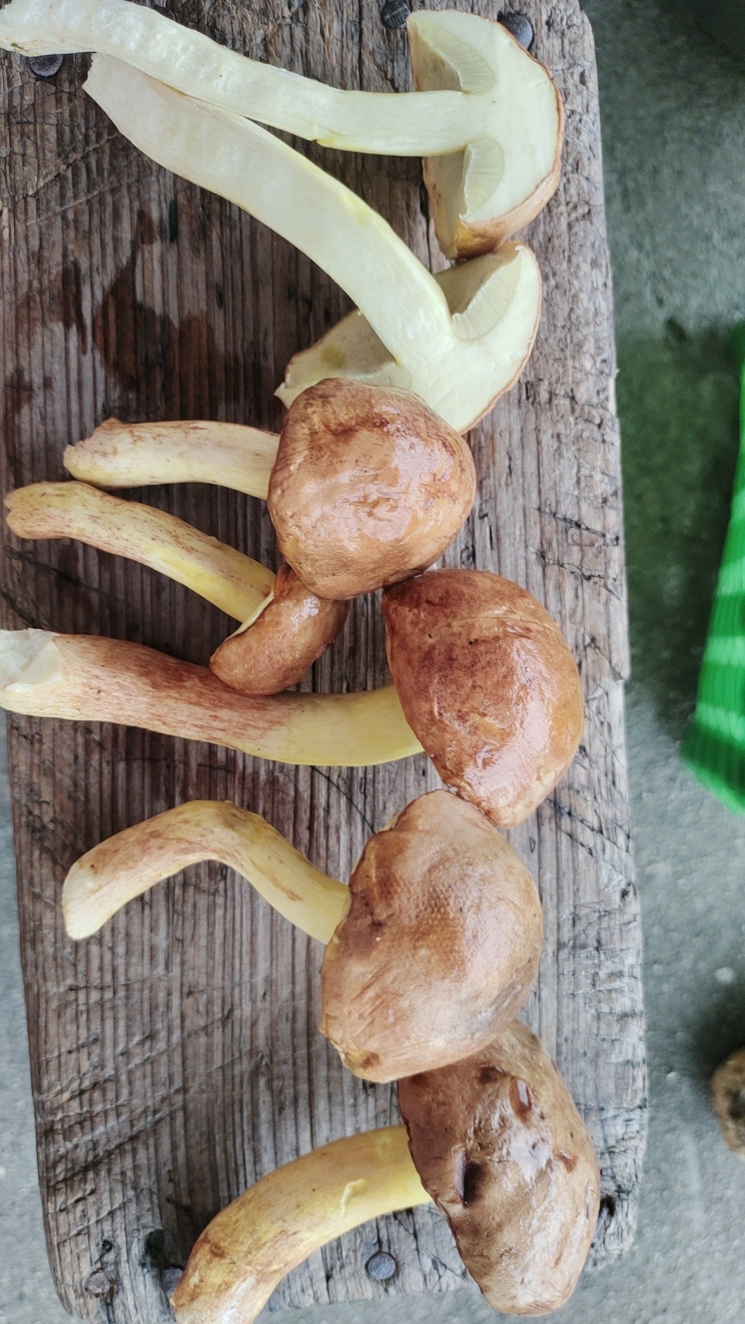 异味牛肝菌