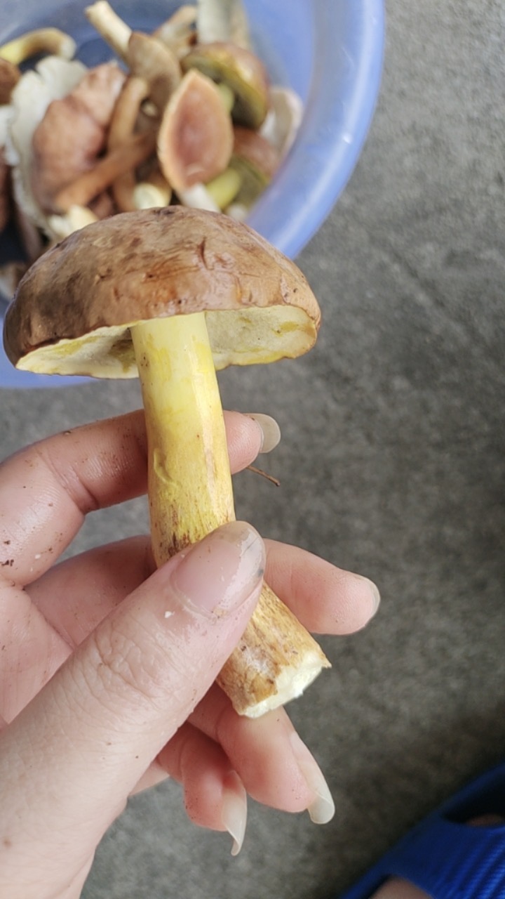 异味牛肝菌