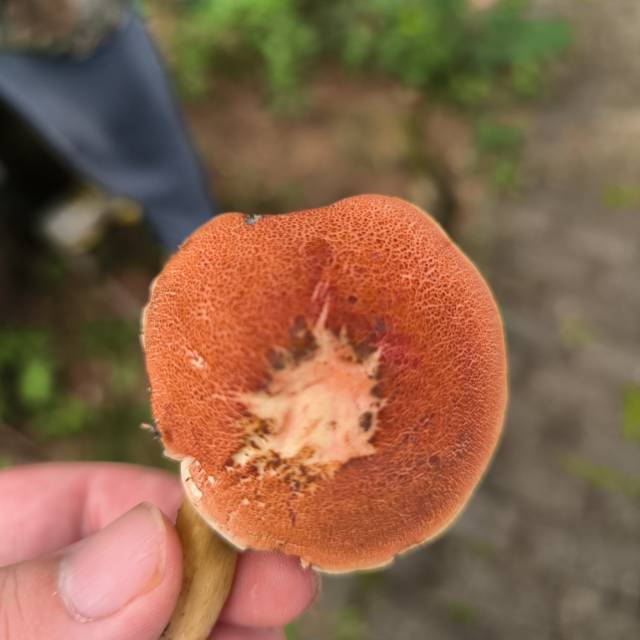 庭院牛肝菌近似种