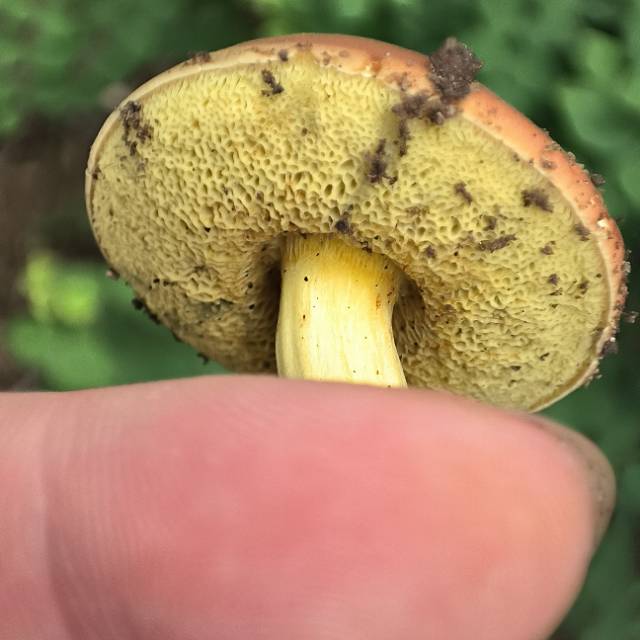 庭院牛肝菌近似种