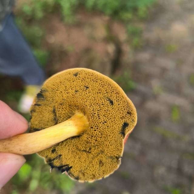 庭院牛肝菌近似种