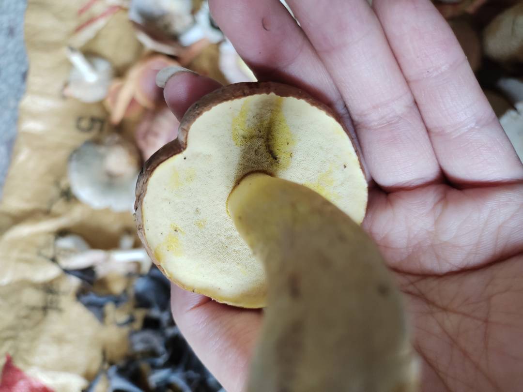 异味牛肝菌
