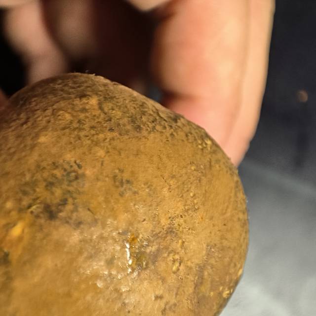 赭黄牛肝菌近似种