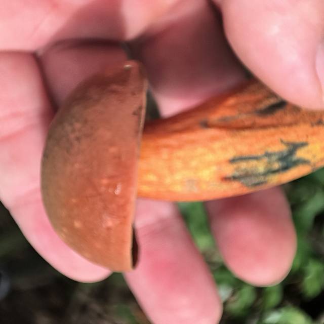 赭黄牛肝菌近似种