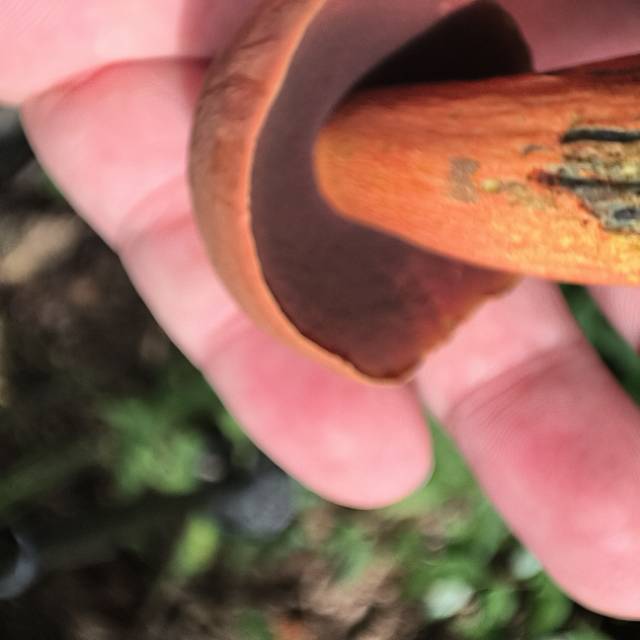 赭黄牛肝菌近似种