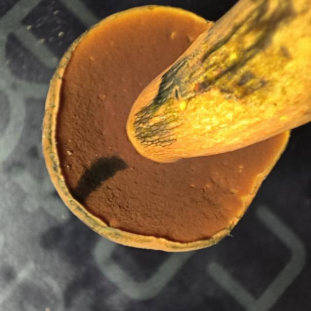赭黄牛肝菌近似种