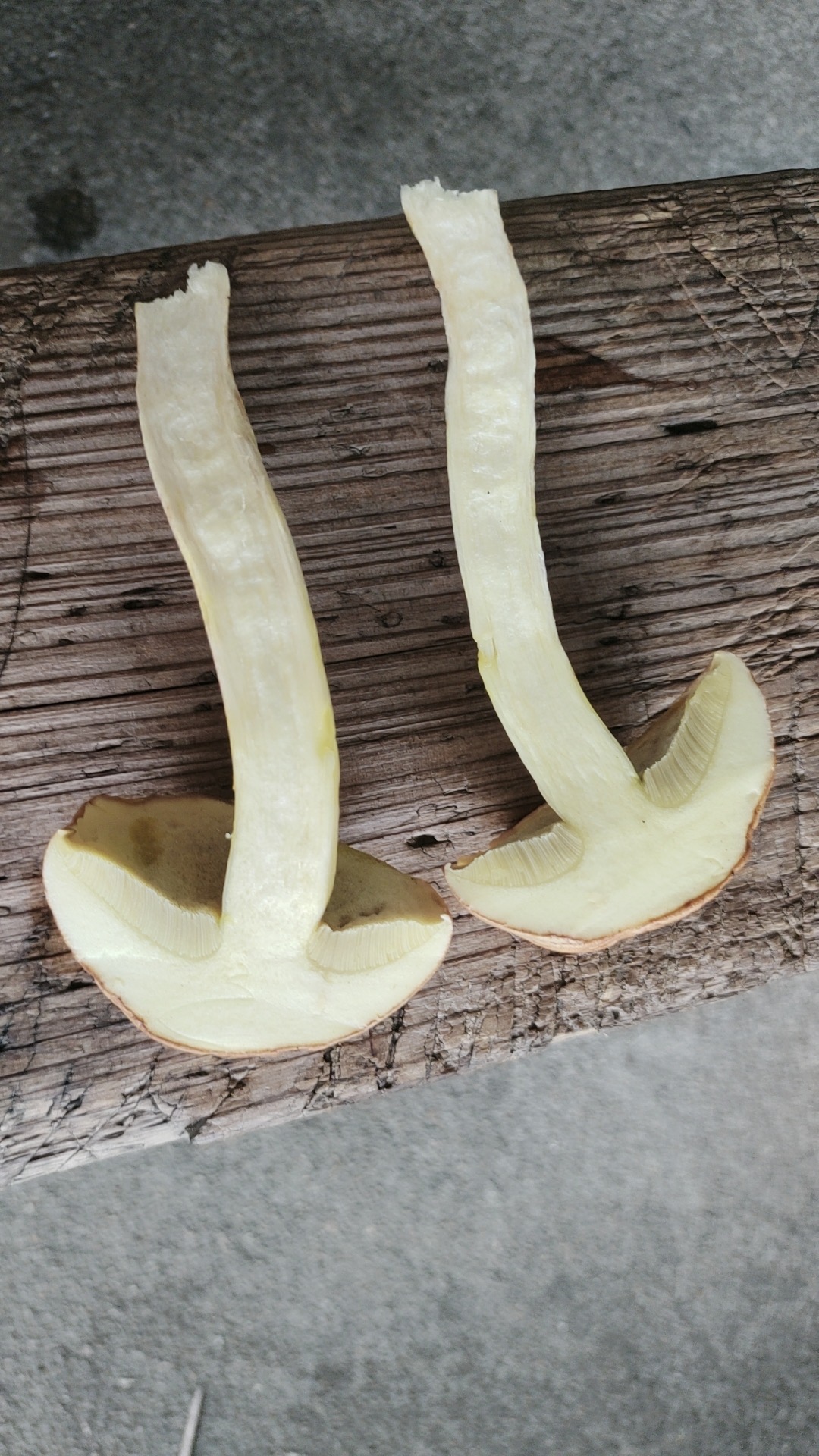 异味牛肝菌