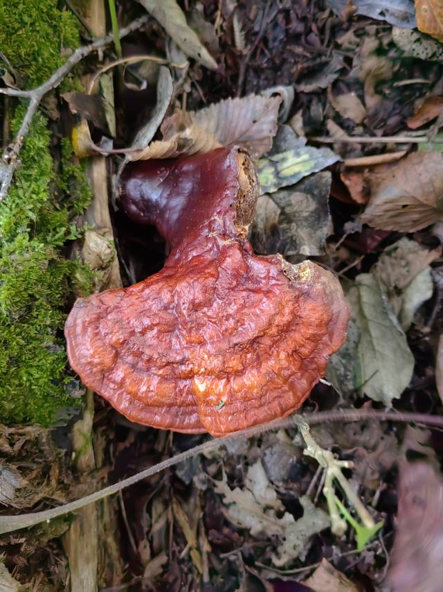 标本照片