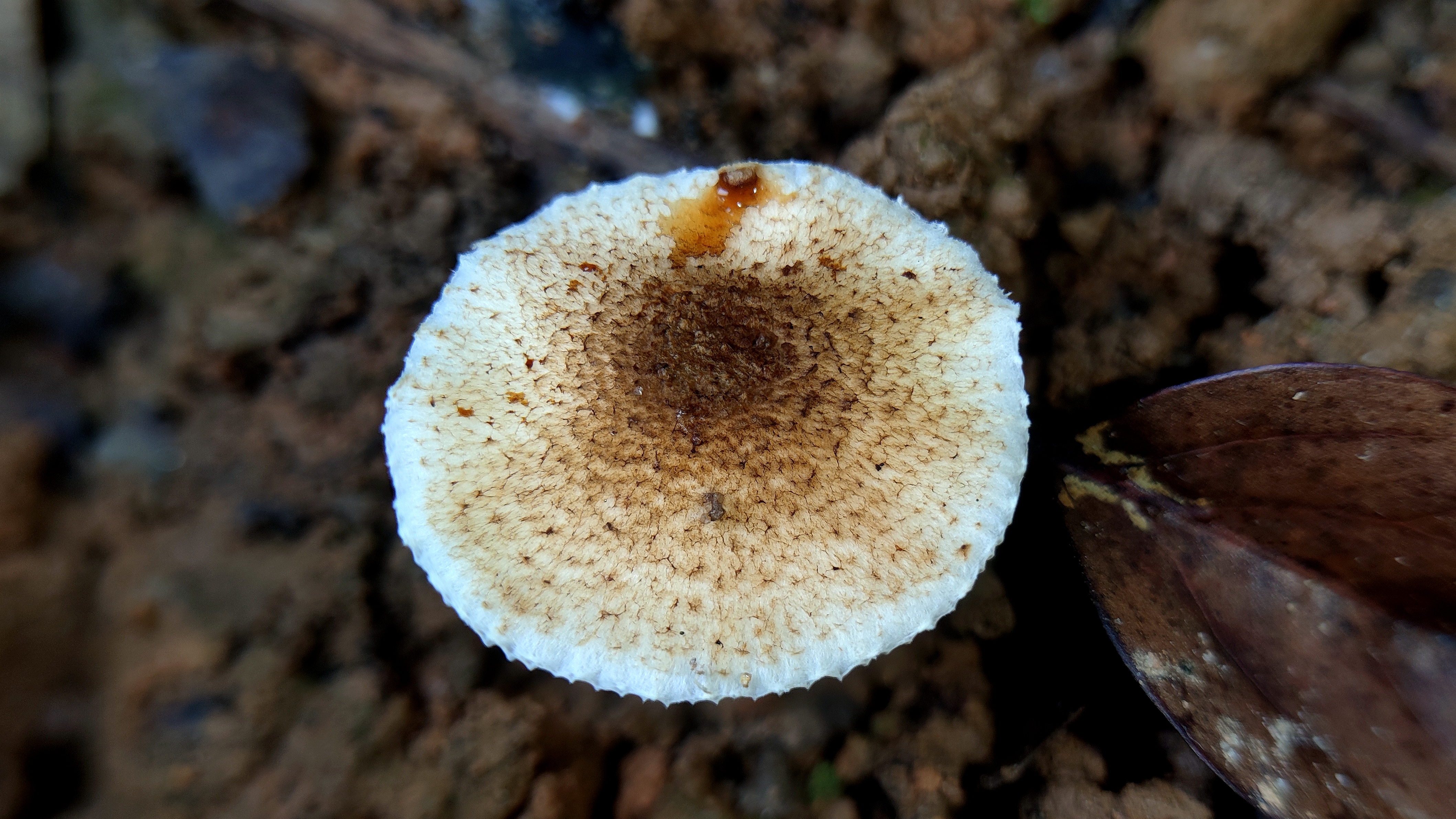 鳞柄环柄菇近似种