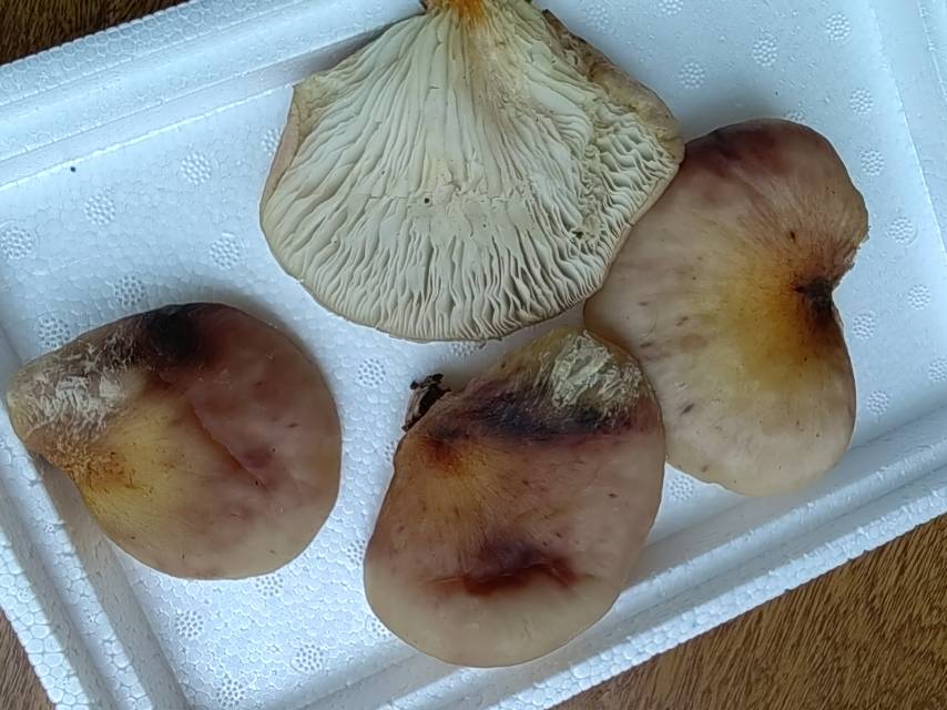 日本类脐菇