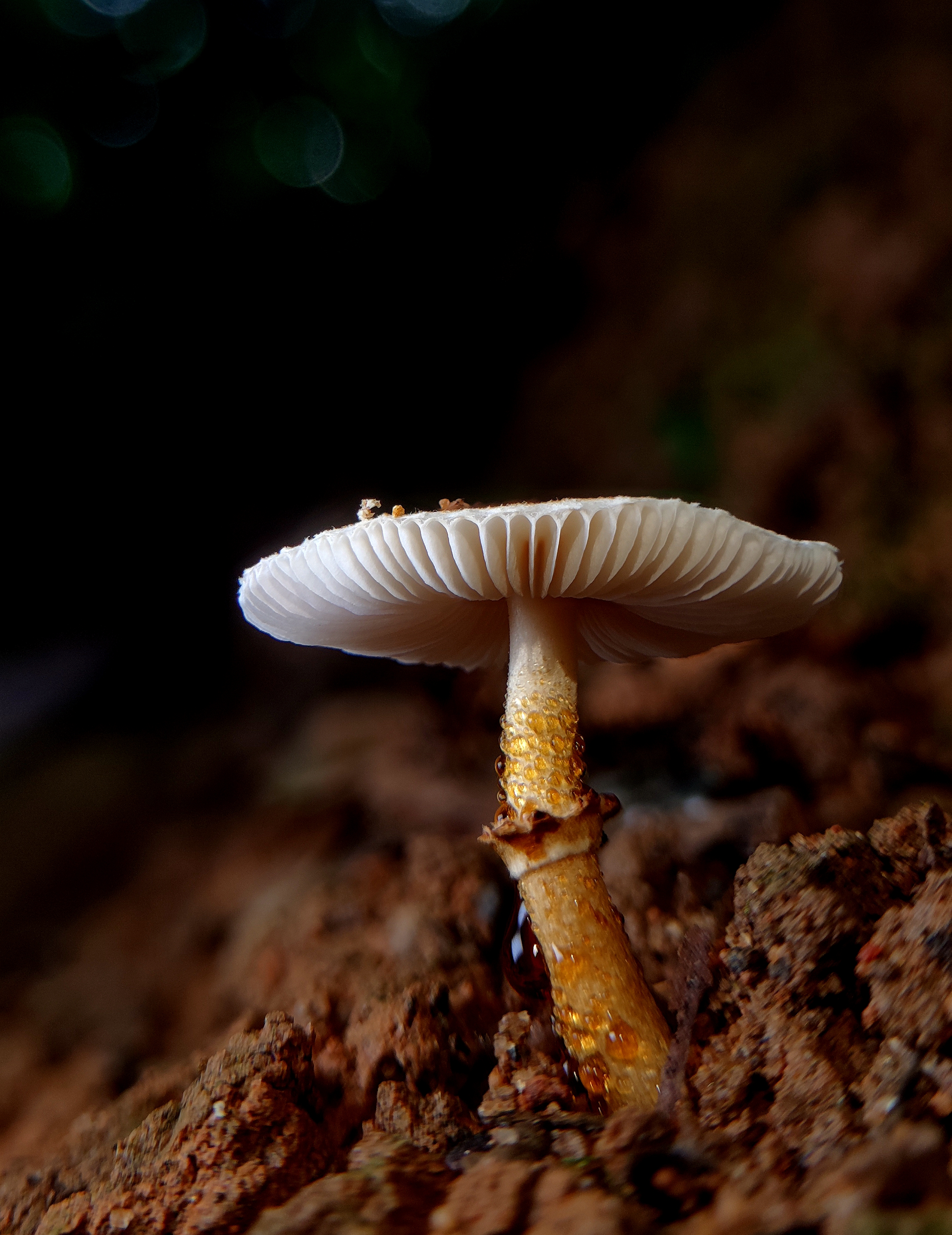 鳞柄环柄菇近似种