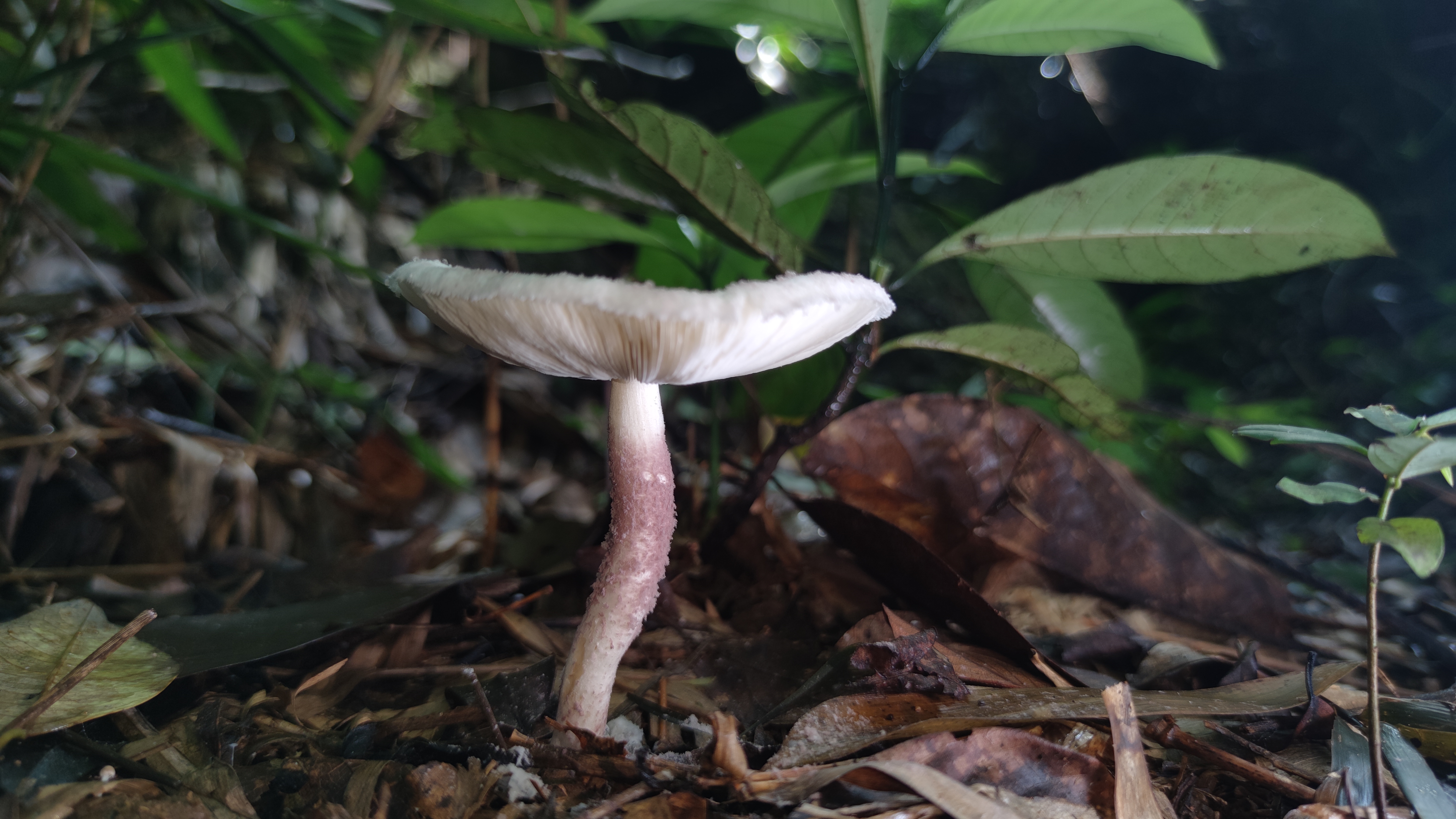 粉尘环柄菇