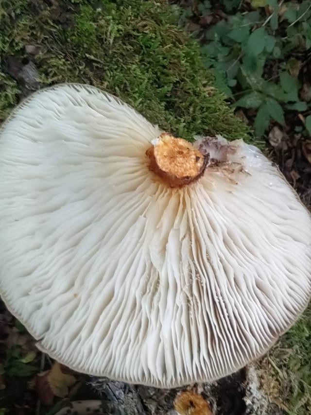 日本类脐菇