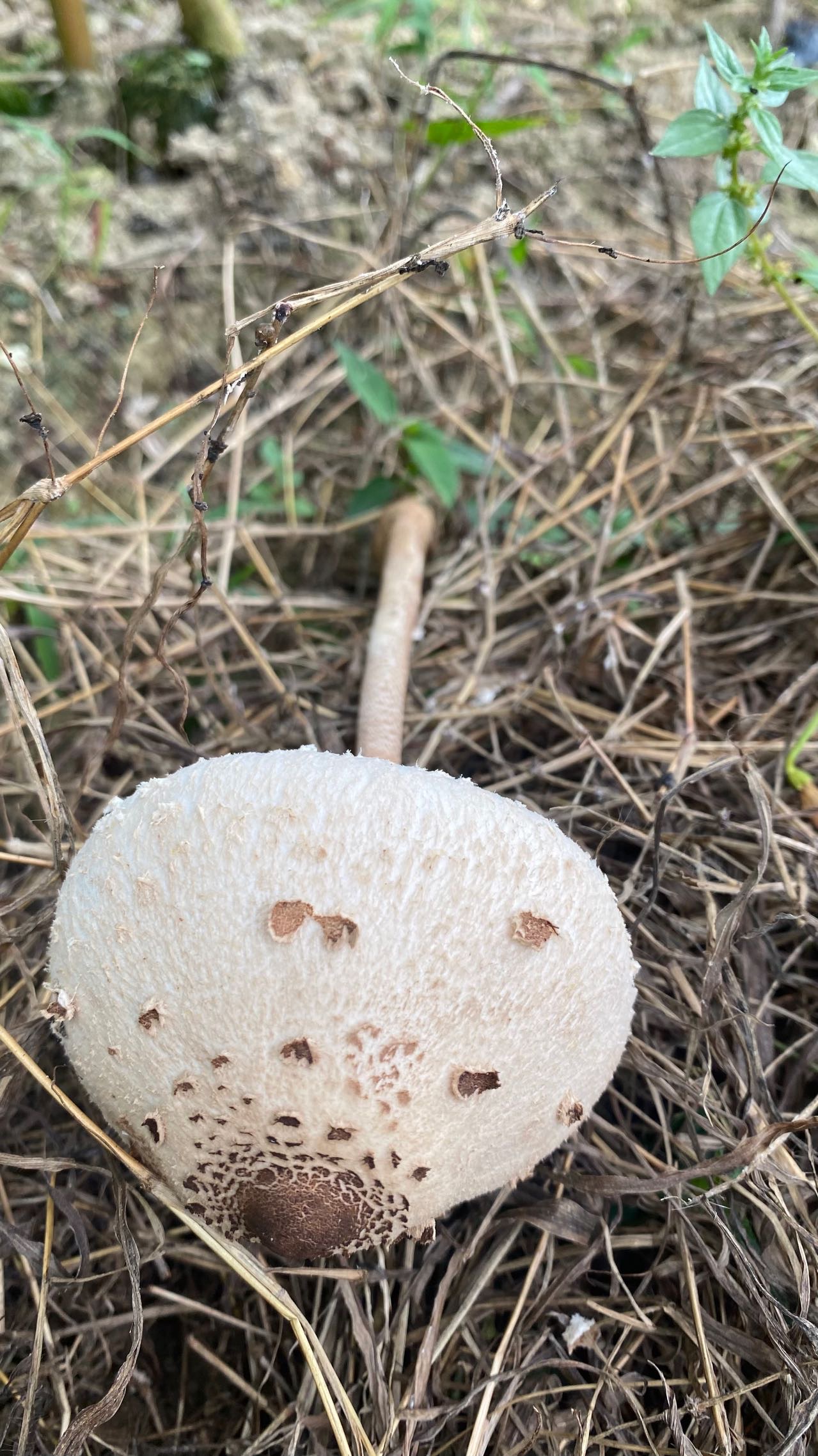 脱皮大环柄菇
