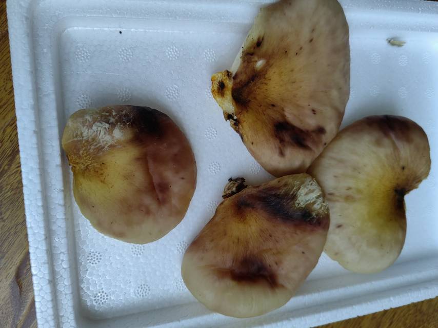 日本类脐菇
