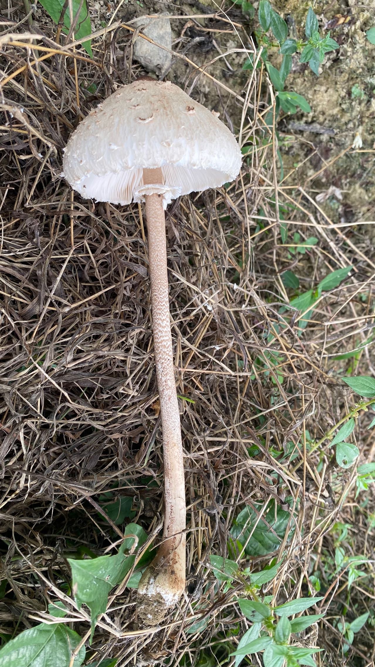 脱皮大环柄菇