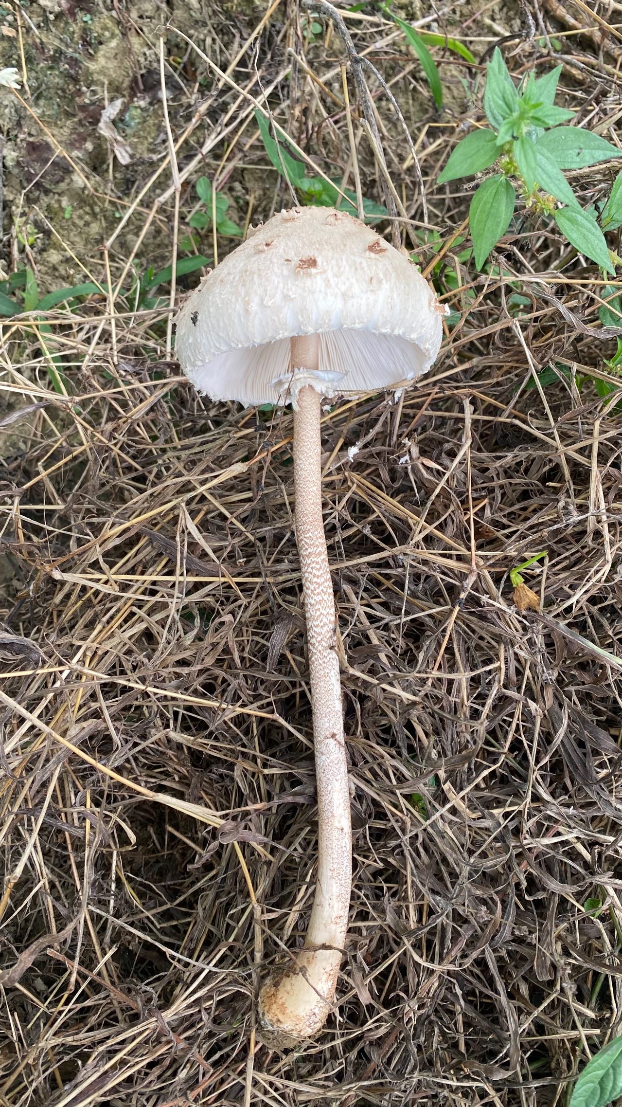 脱皮大环柄菇