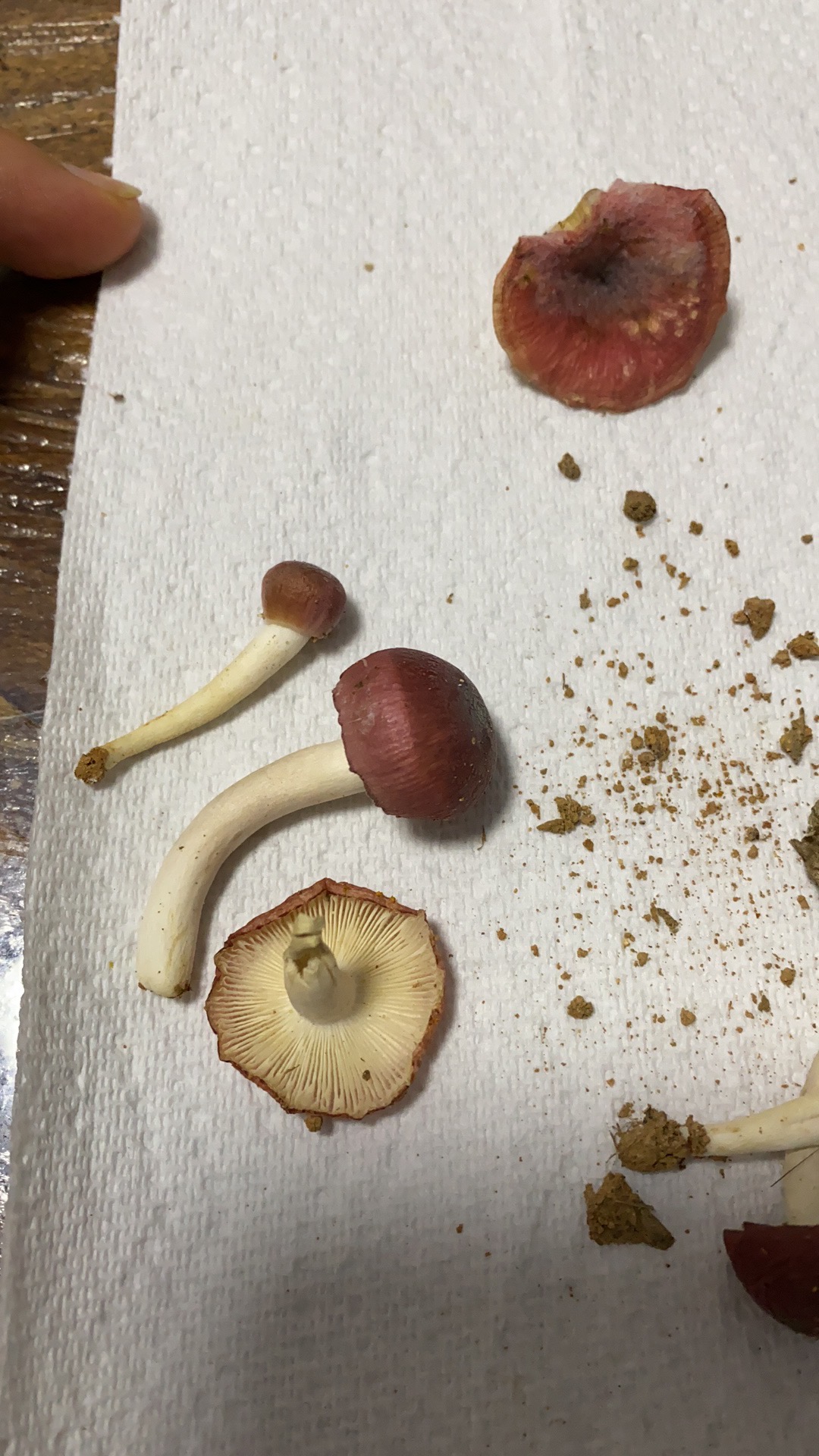 马关红菇
