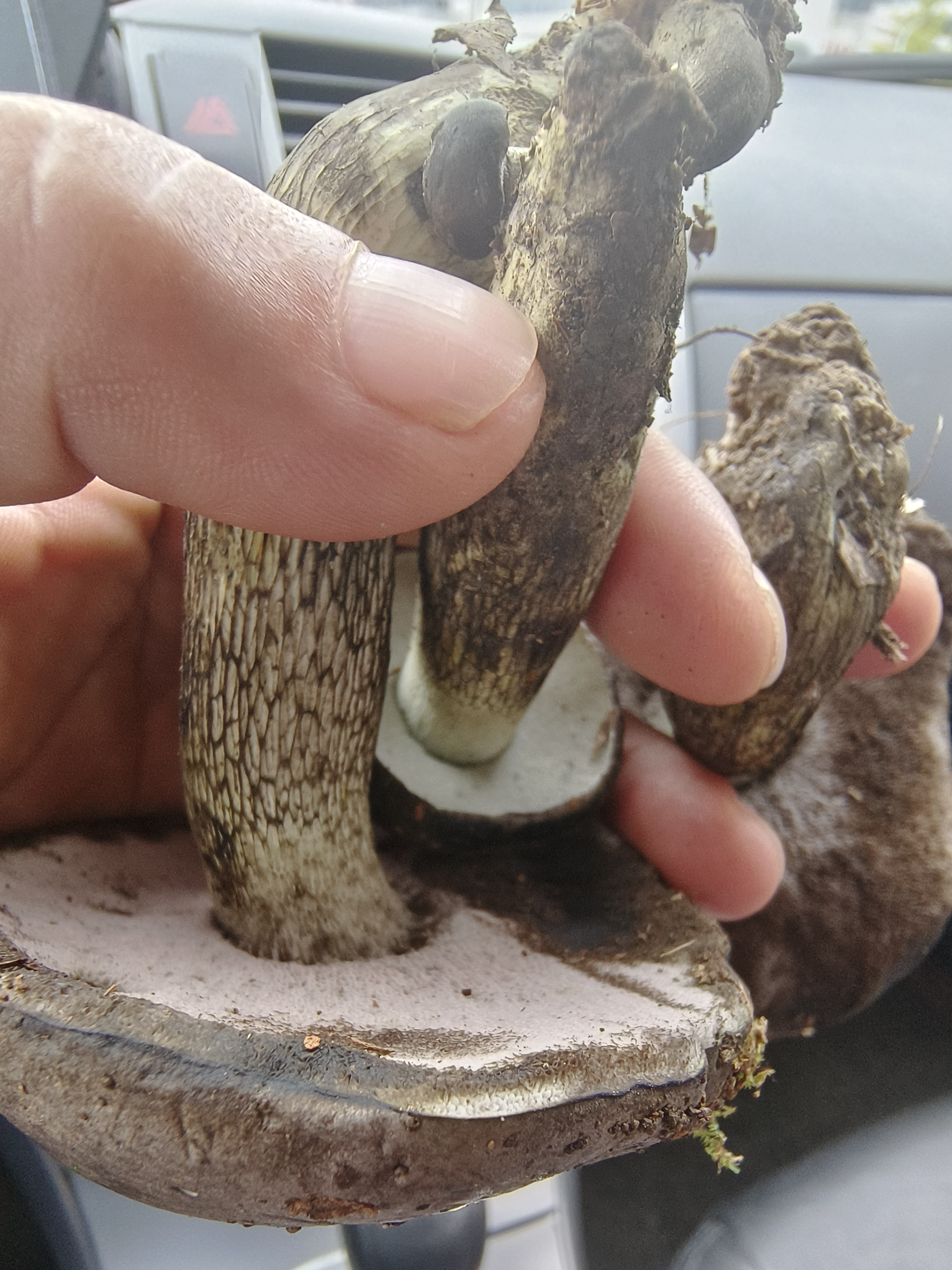 张飞网柄牛肝菌
