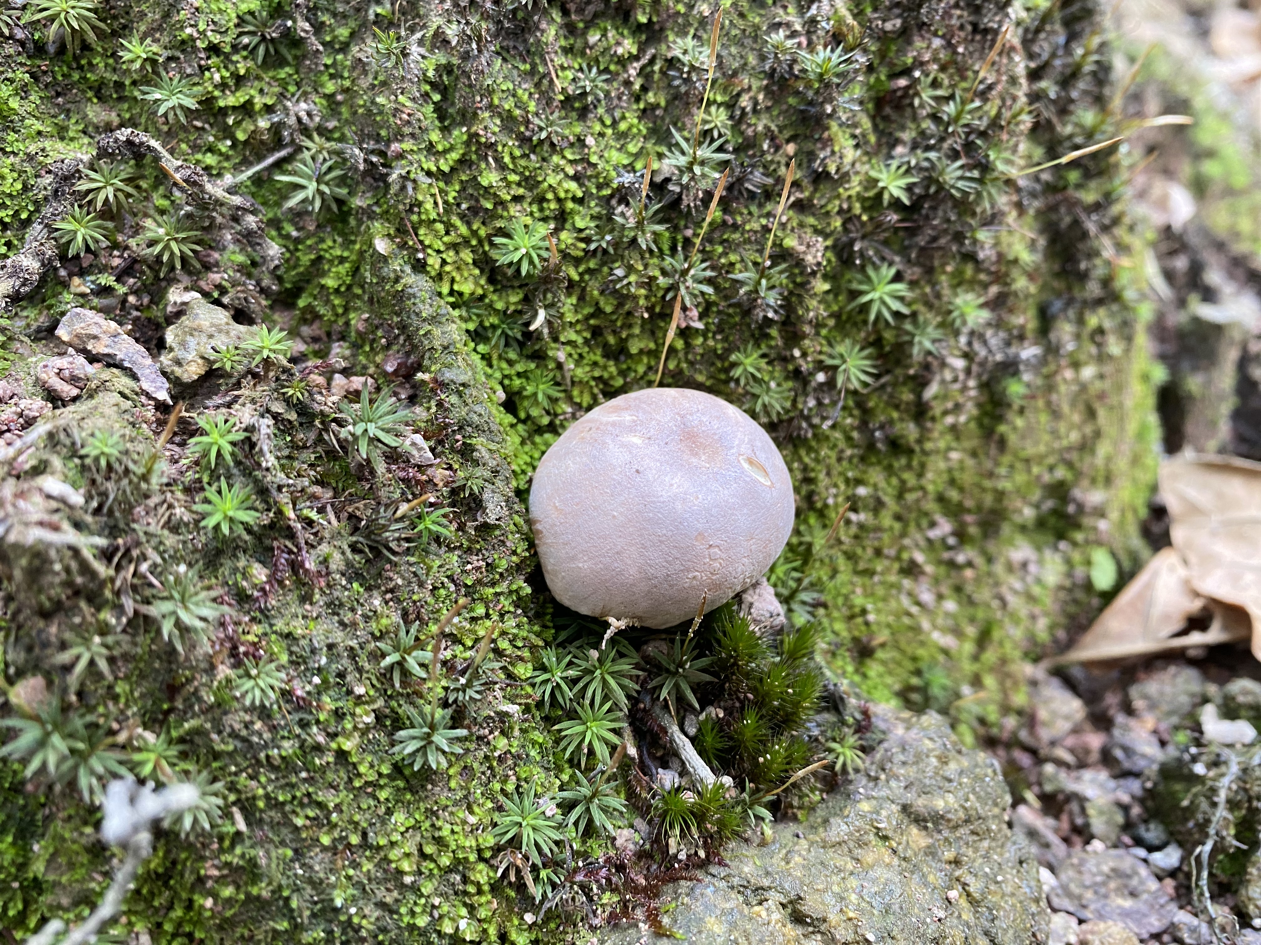 淡粉红菇