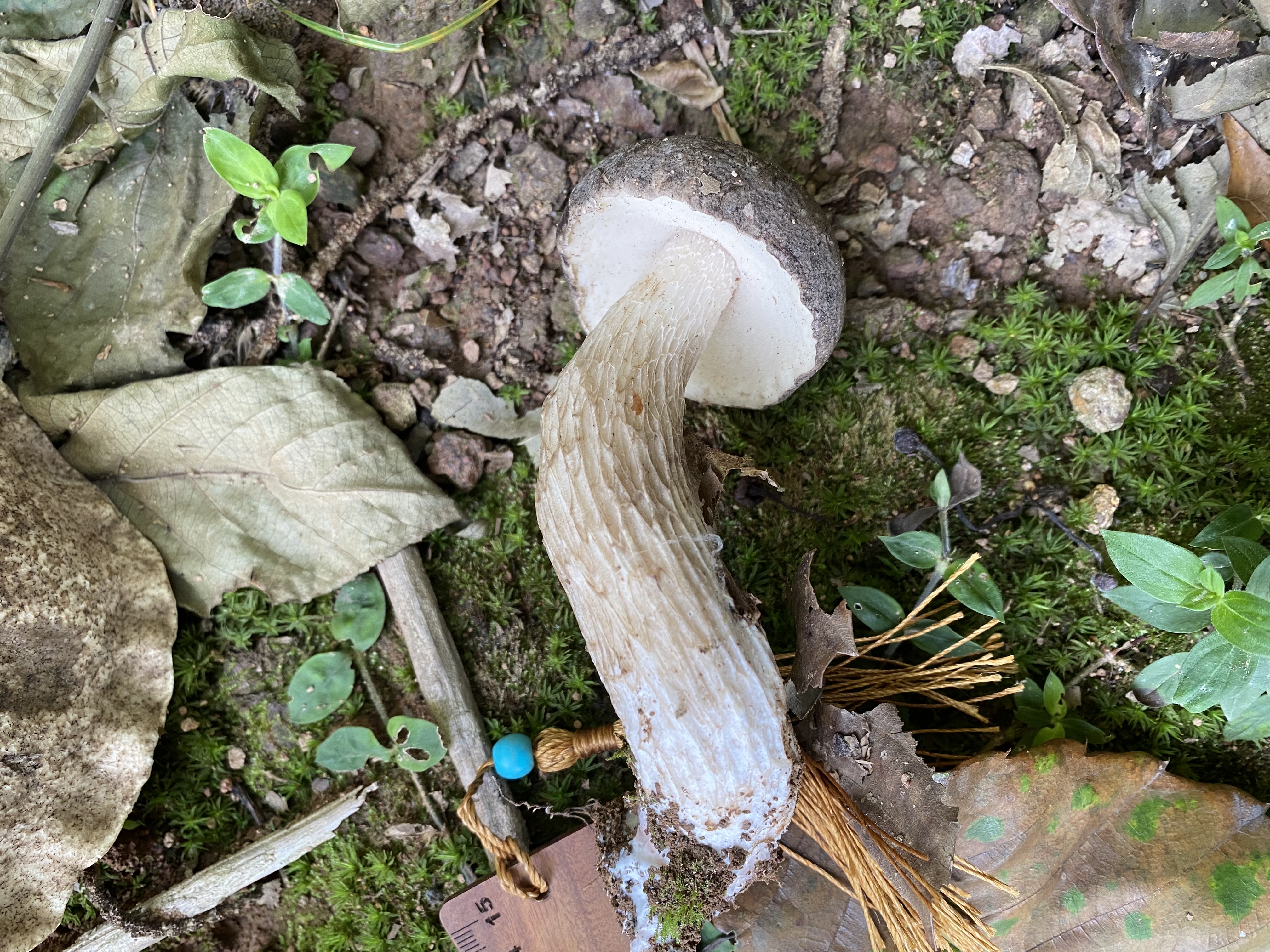 假南方牛肝菌