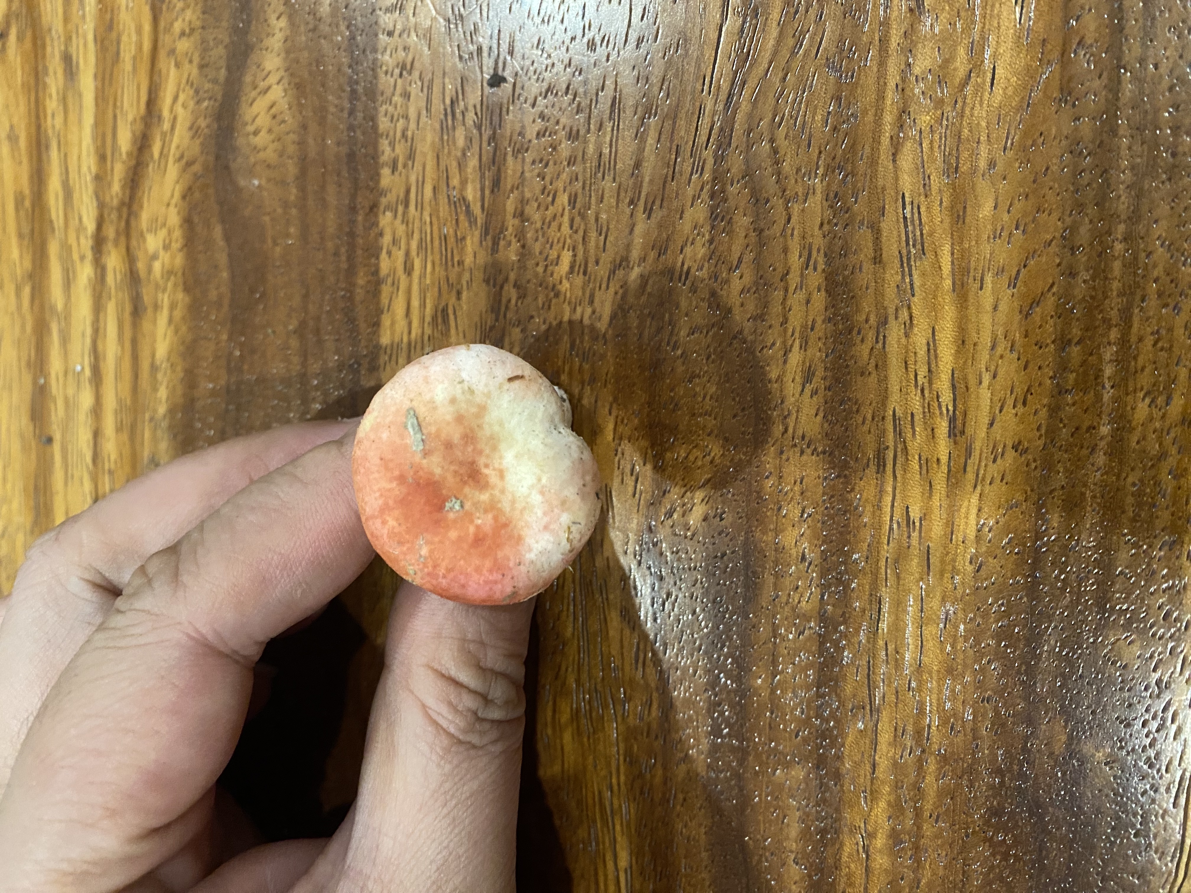 近血红色红菇