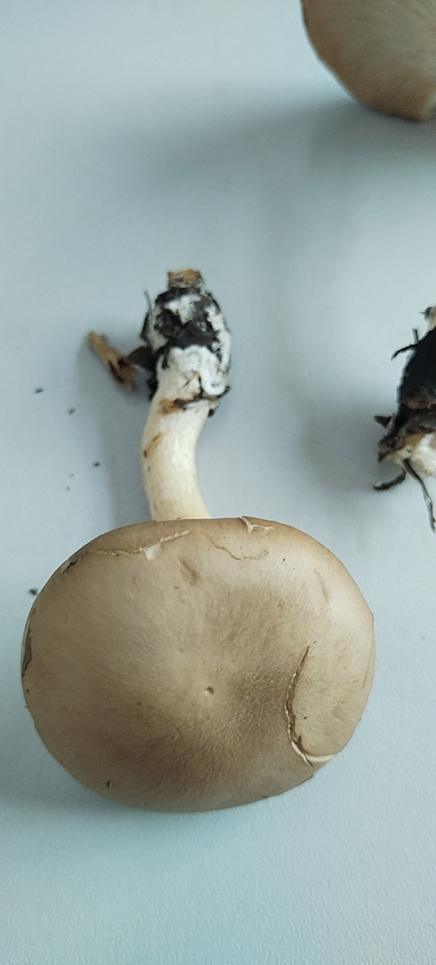 香蘑属一种