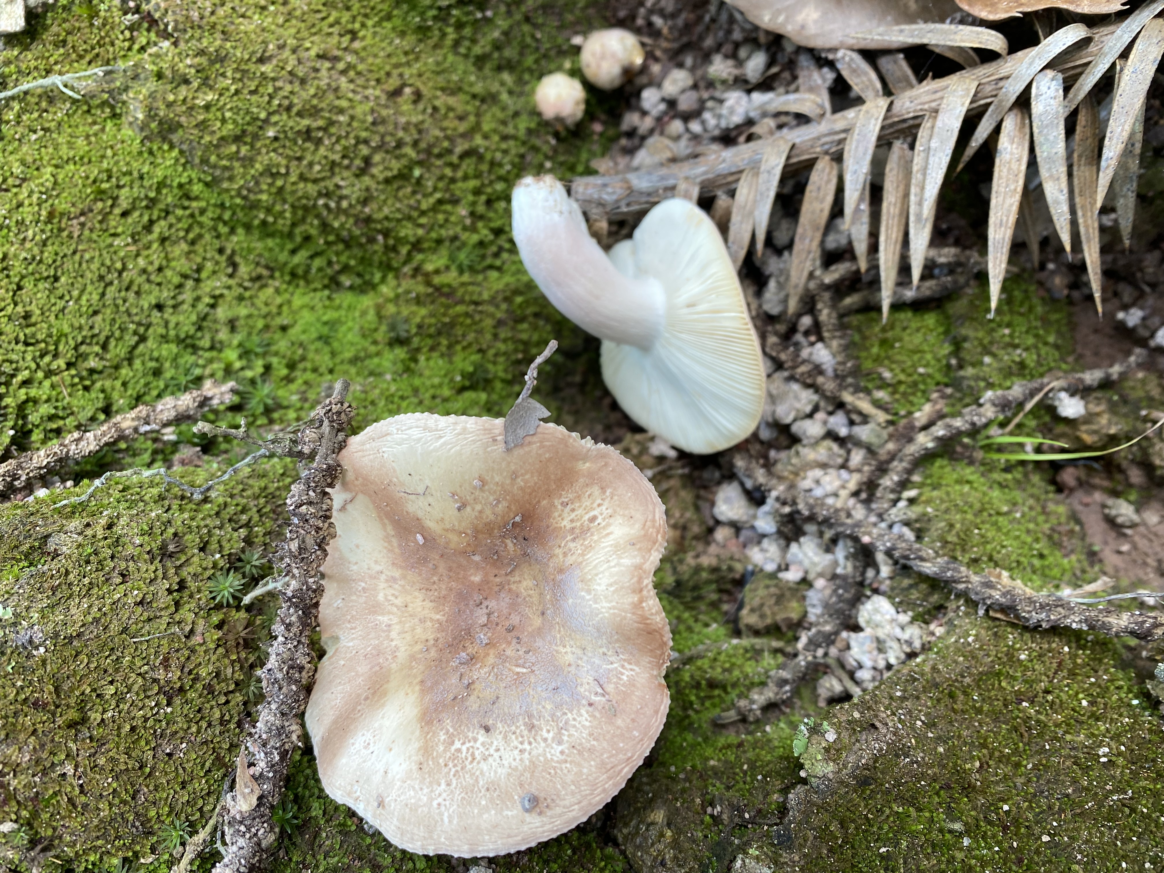 淡粉红菇