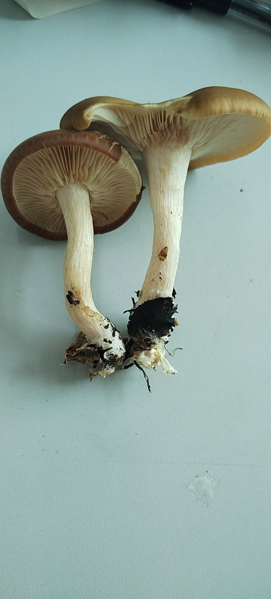香蘑属一种
