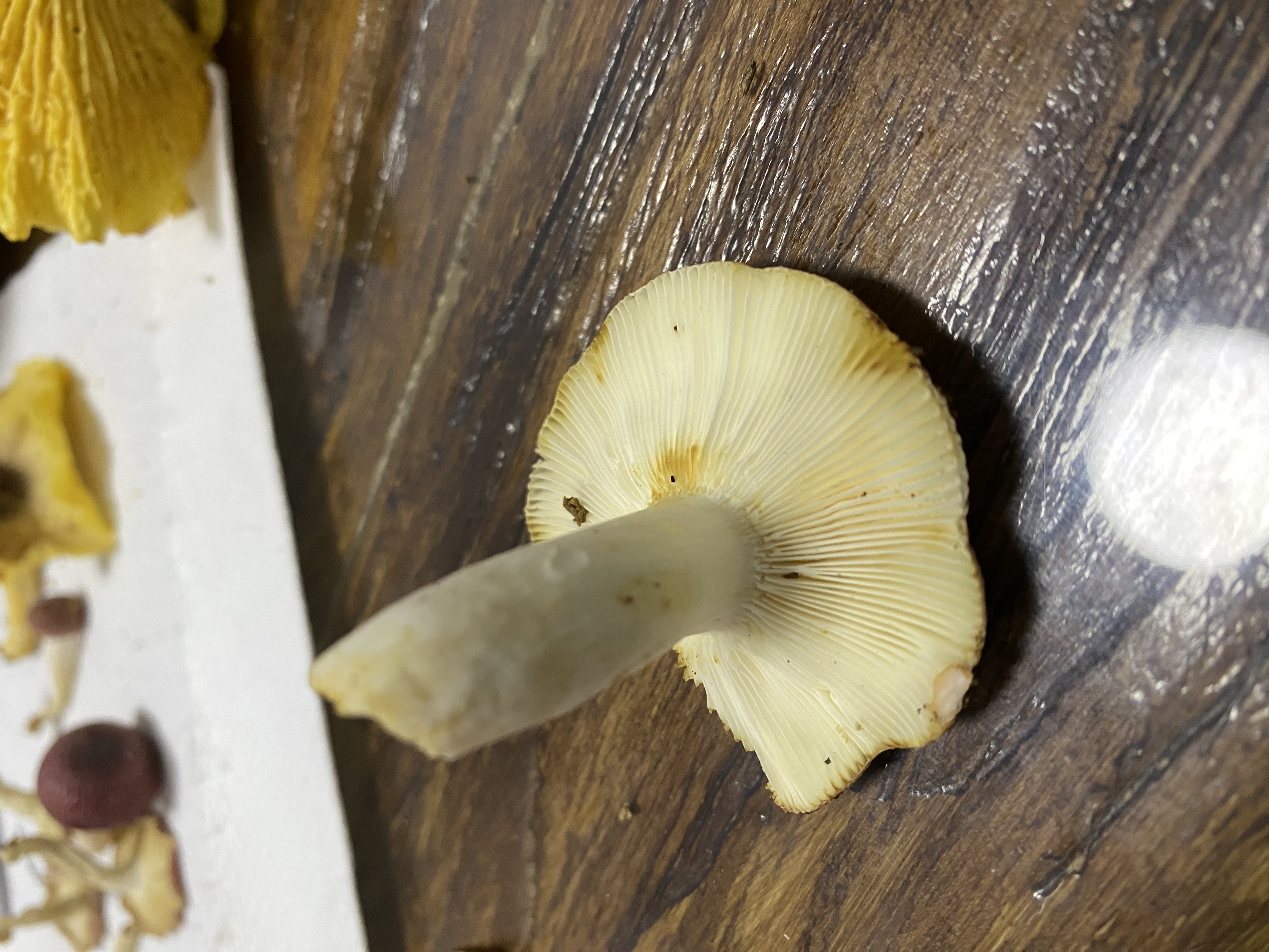 近黑紫红菇