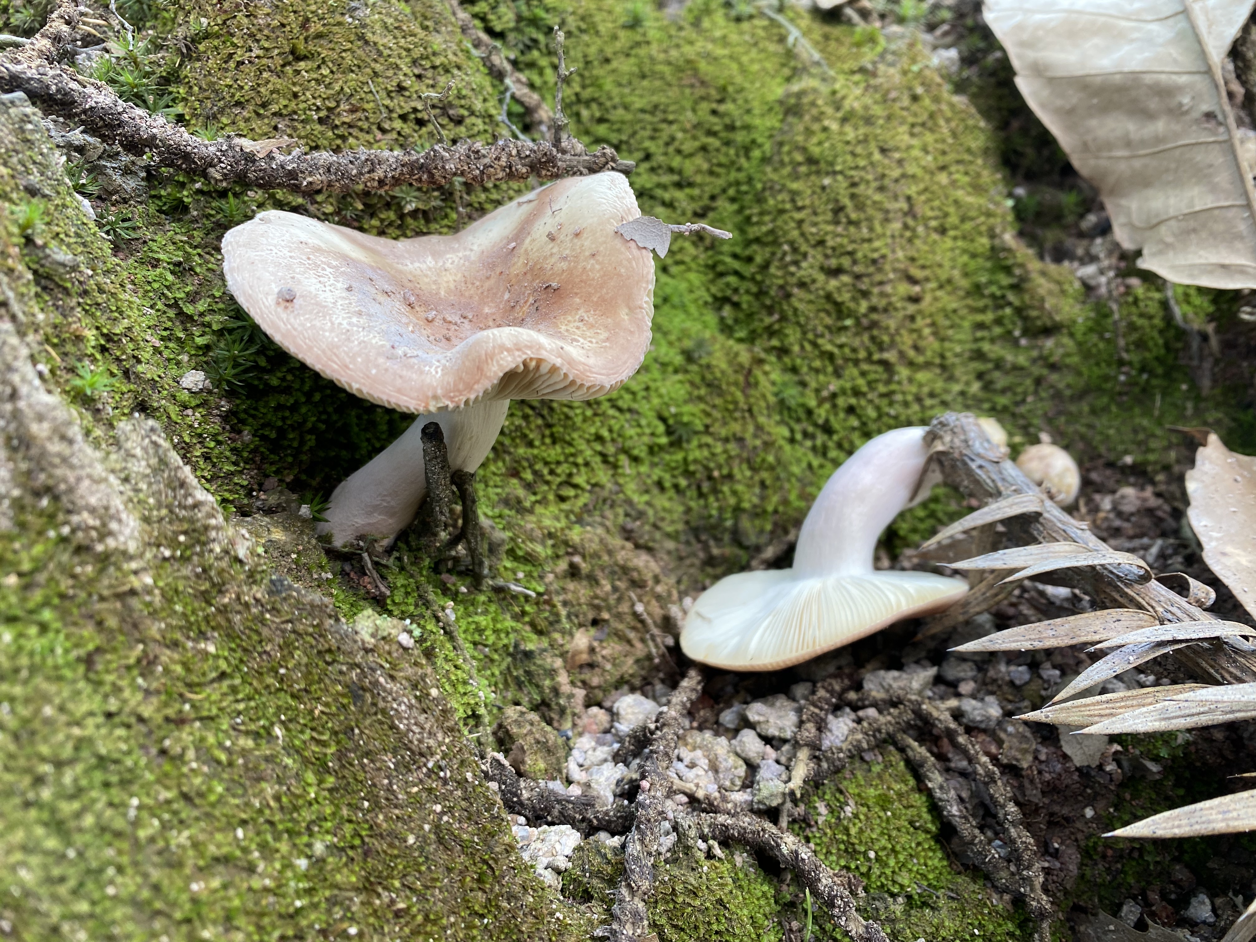 淡粉红菇