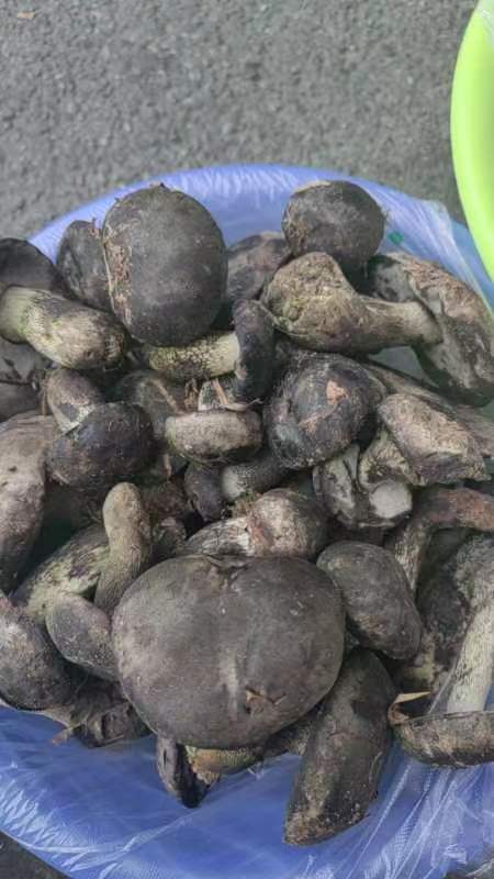 张飞网柄牛肝菌