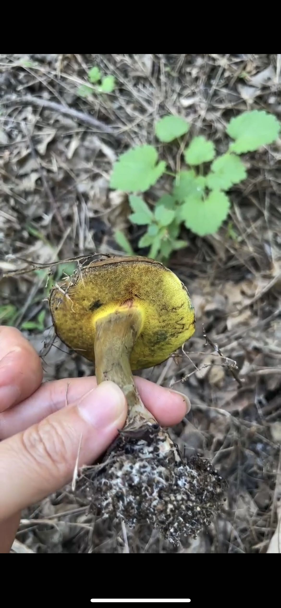 中华变蓝牛肝菌近似种