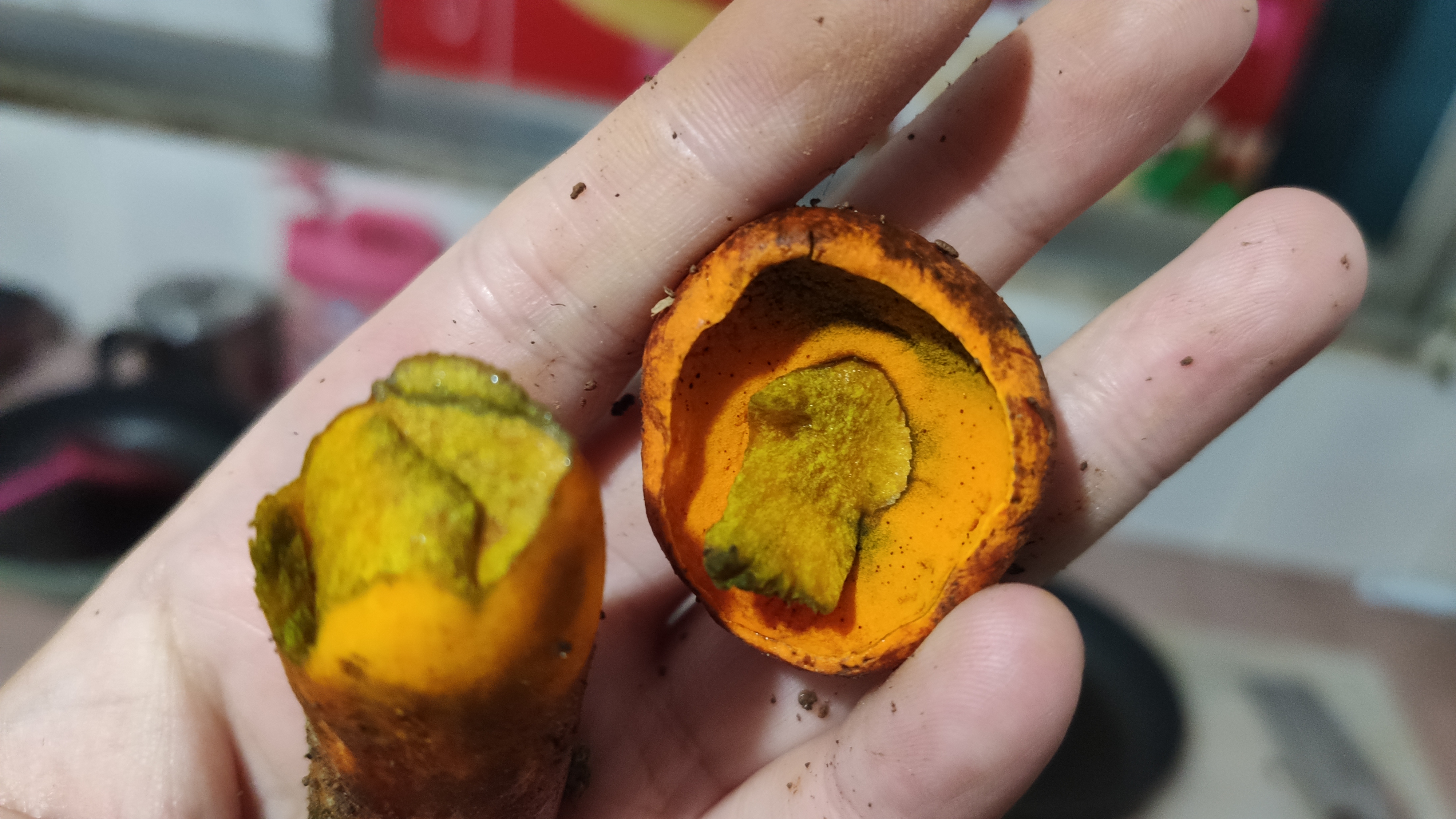 橙黄牛肝菌
