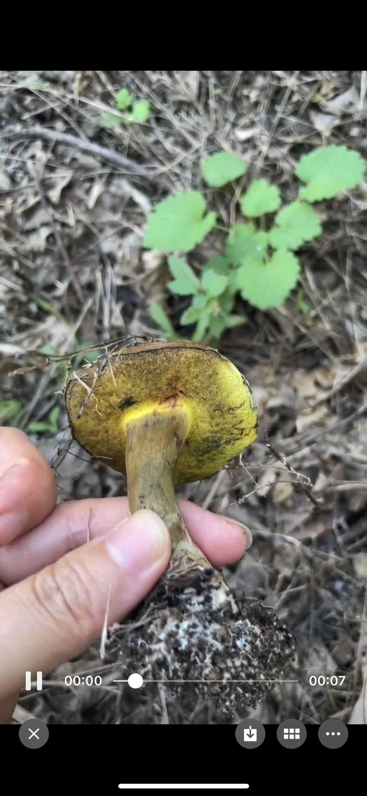 中华变蓝牛肝菌近似种