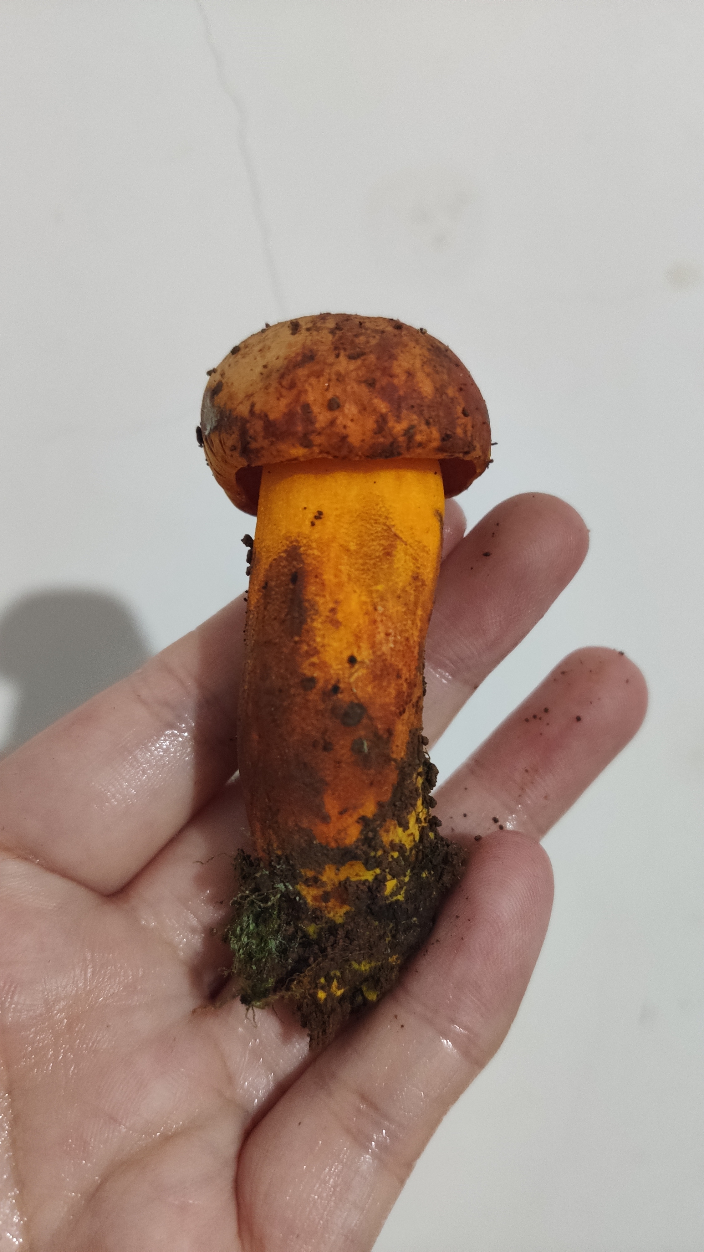 橙黄牛肝菌