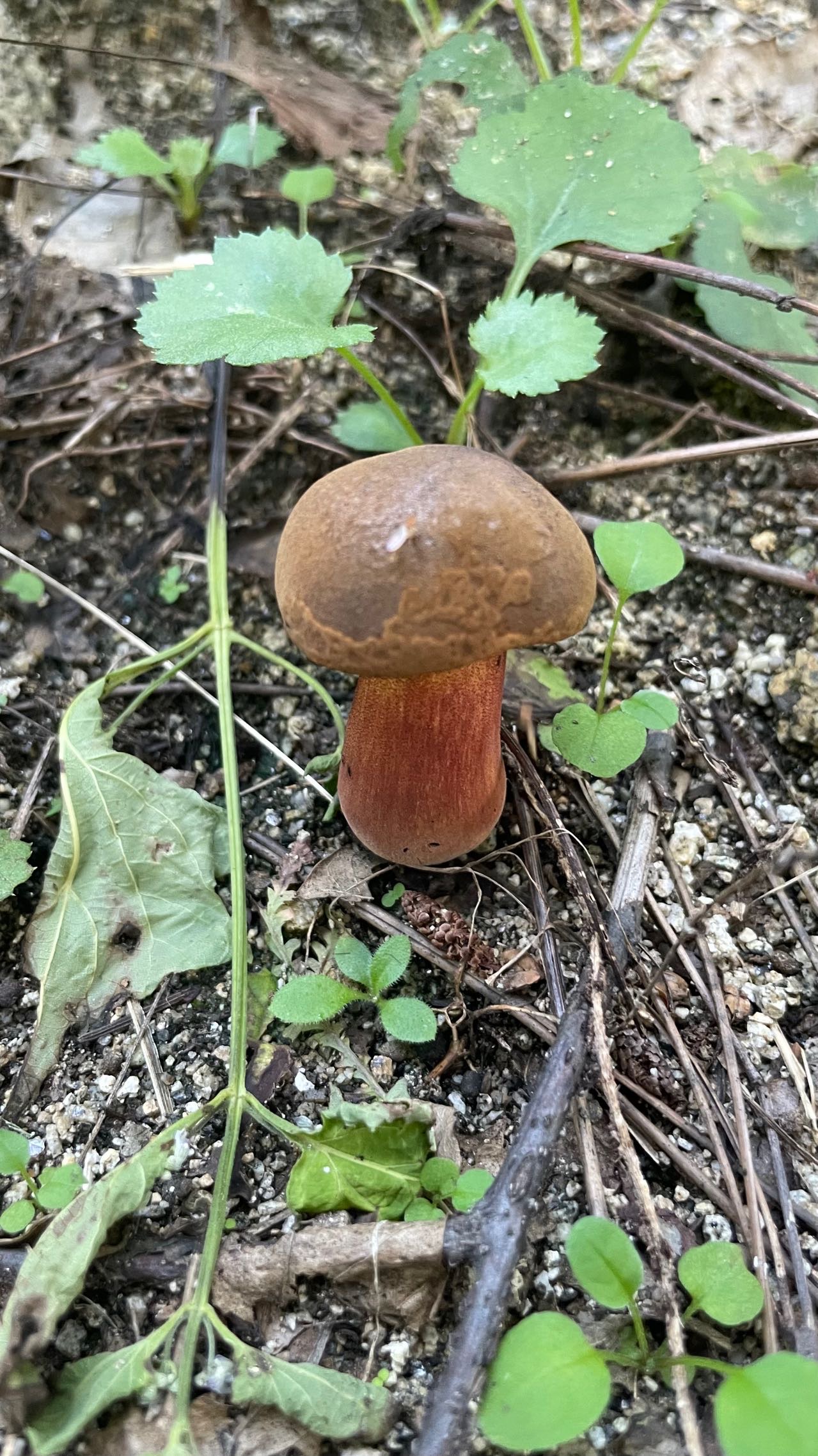 粘盖变蓝牛肝菌（比对结果是这个种，但跟模式标本照片差别有点大）