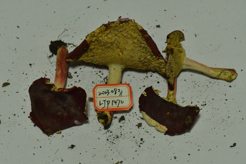 鳞盖红菇