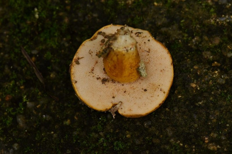 黄盖粉孢牛肝菌近似种