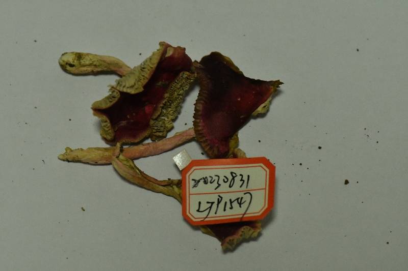 达库里红菇