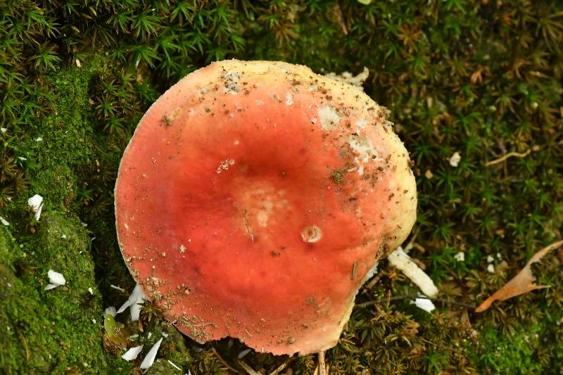 鳞盖红菇
