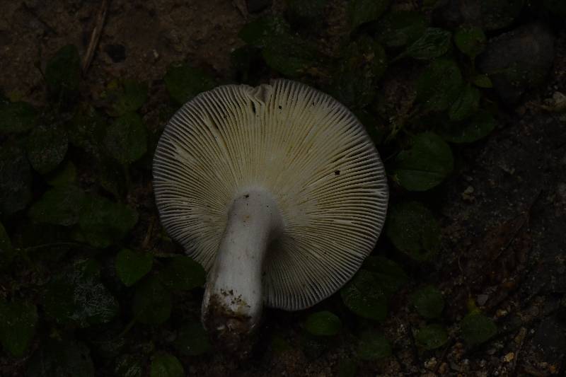 近黑紫红菇