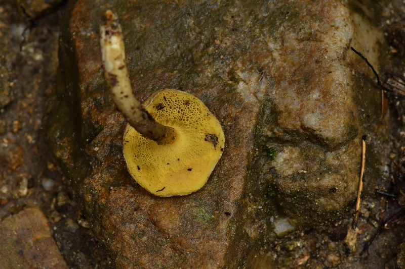 萝卜味金牛肝菌
