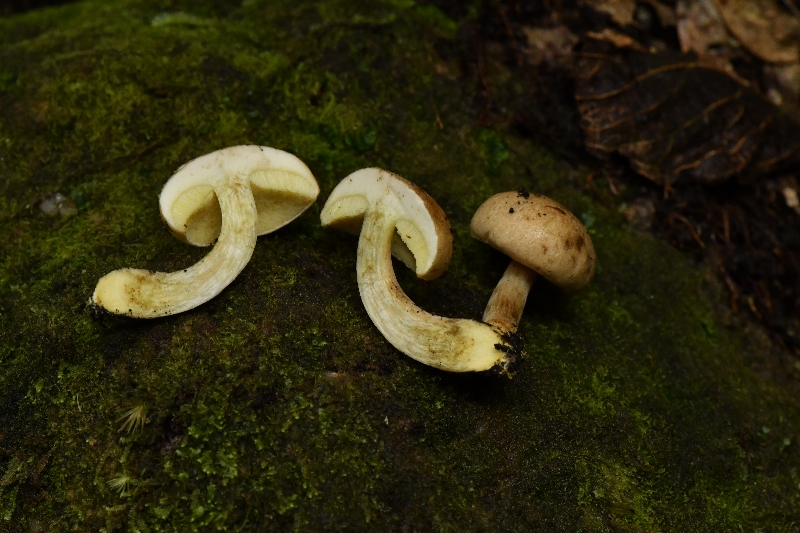 萝卜味金牛肝菌
