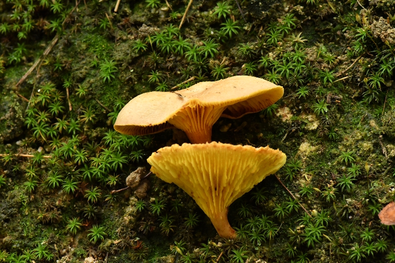 云南褶孔牛肝菌近似种