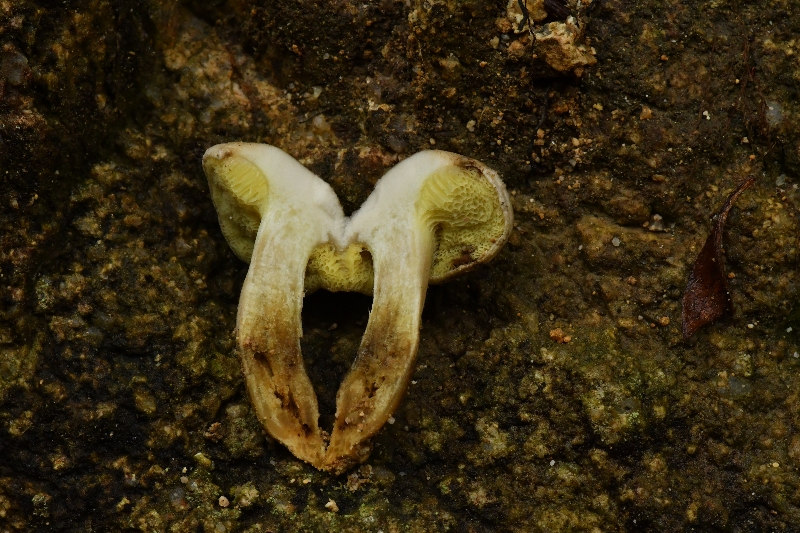 萝卜味金牛肝菌