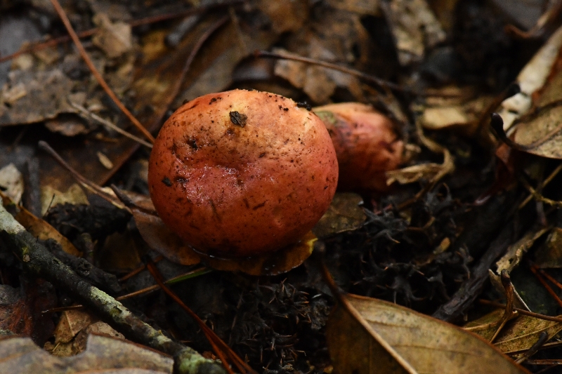大果兰茂牛肝菌