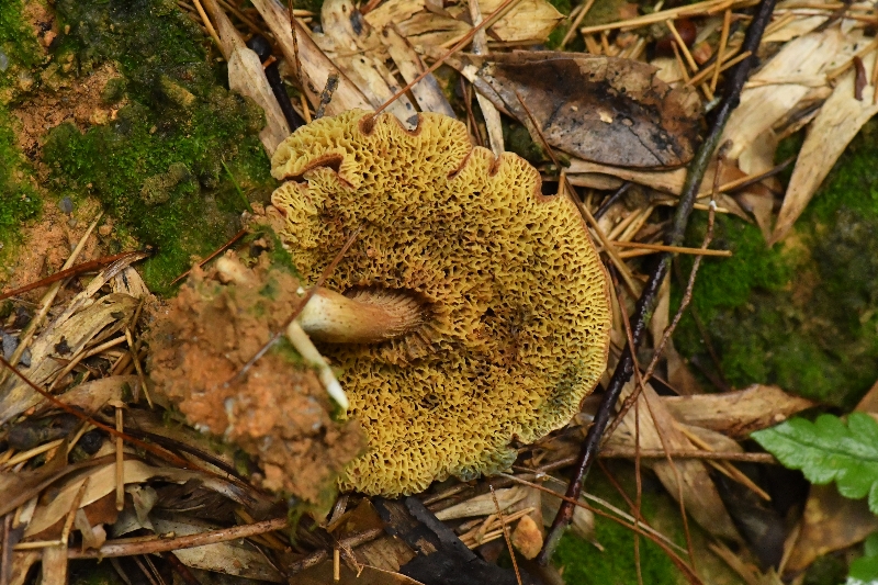黑点厚瓤牛肝菌