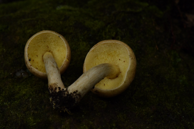 萝卜味金牛肝菌